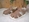 Primigi Baby Brown Sandal - Image 1